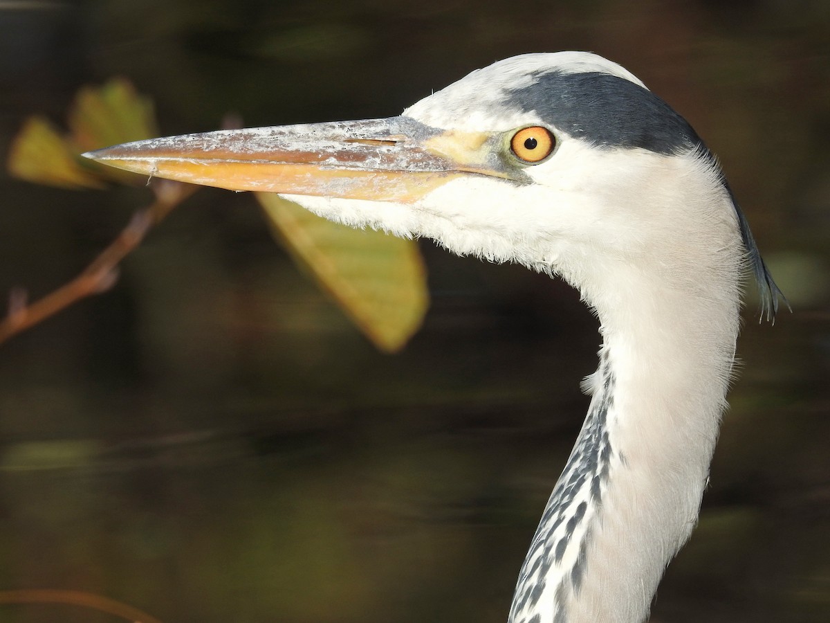 Gray Heron - ML644797139