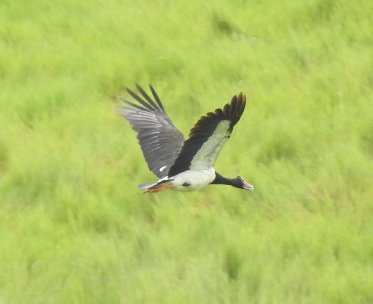 Magpie Goose - ML644797140