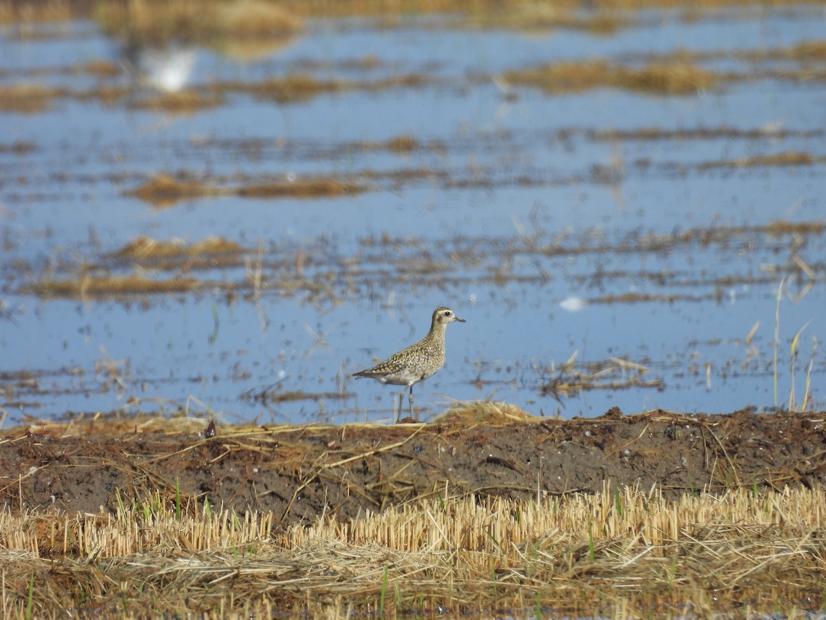 Pacific Golden-Plover - ML644797141