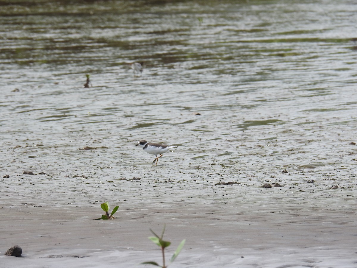 Semipalmated Plover - ML644797142