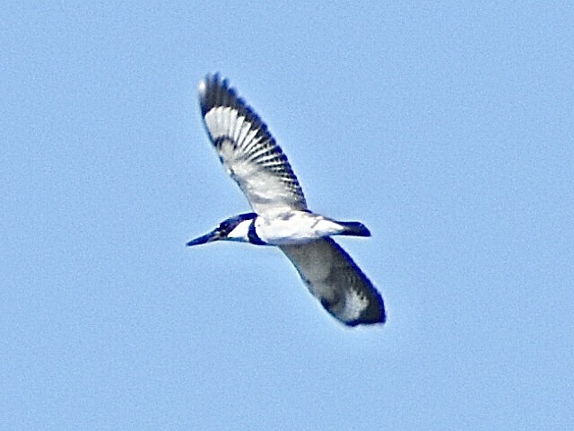 Belted Kingfisher - ML644797143
