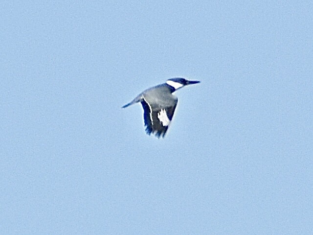 Belted Kingfisher - ML644797144