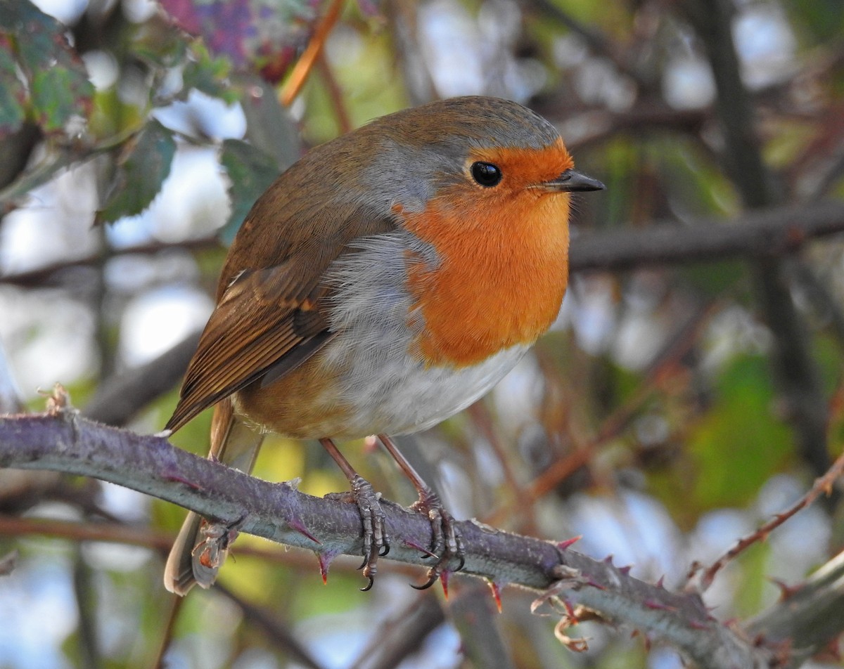 European Robin - ML644797145