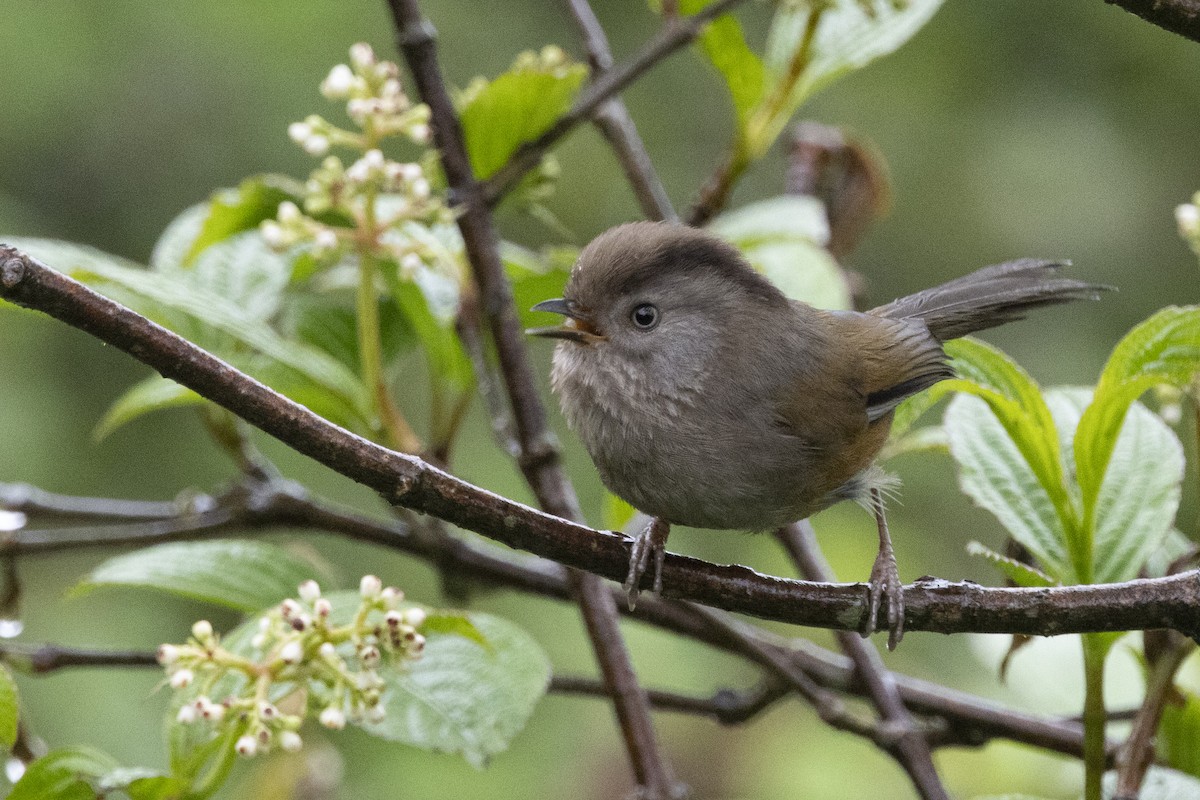 Manipur Fulvetta - ML644797149