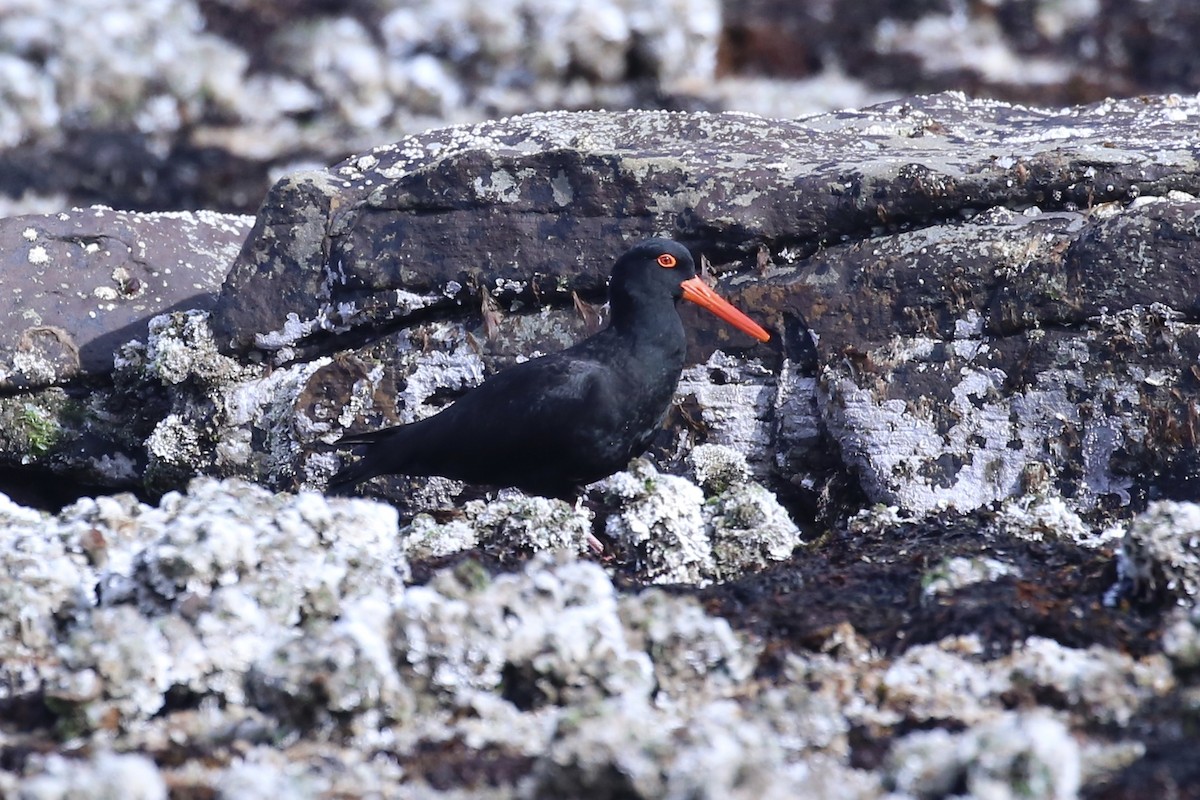 Sooty Oystercatcher - ML644797150