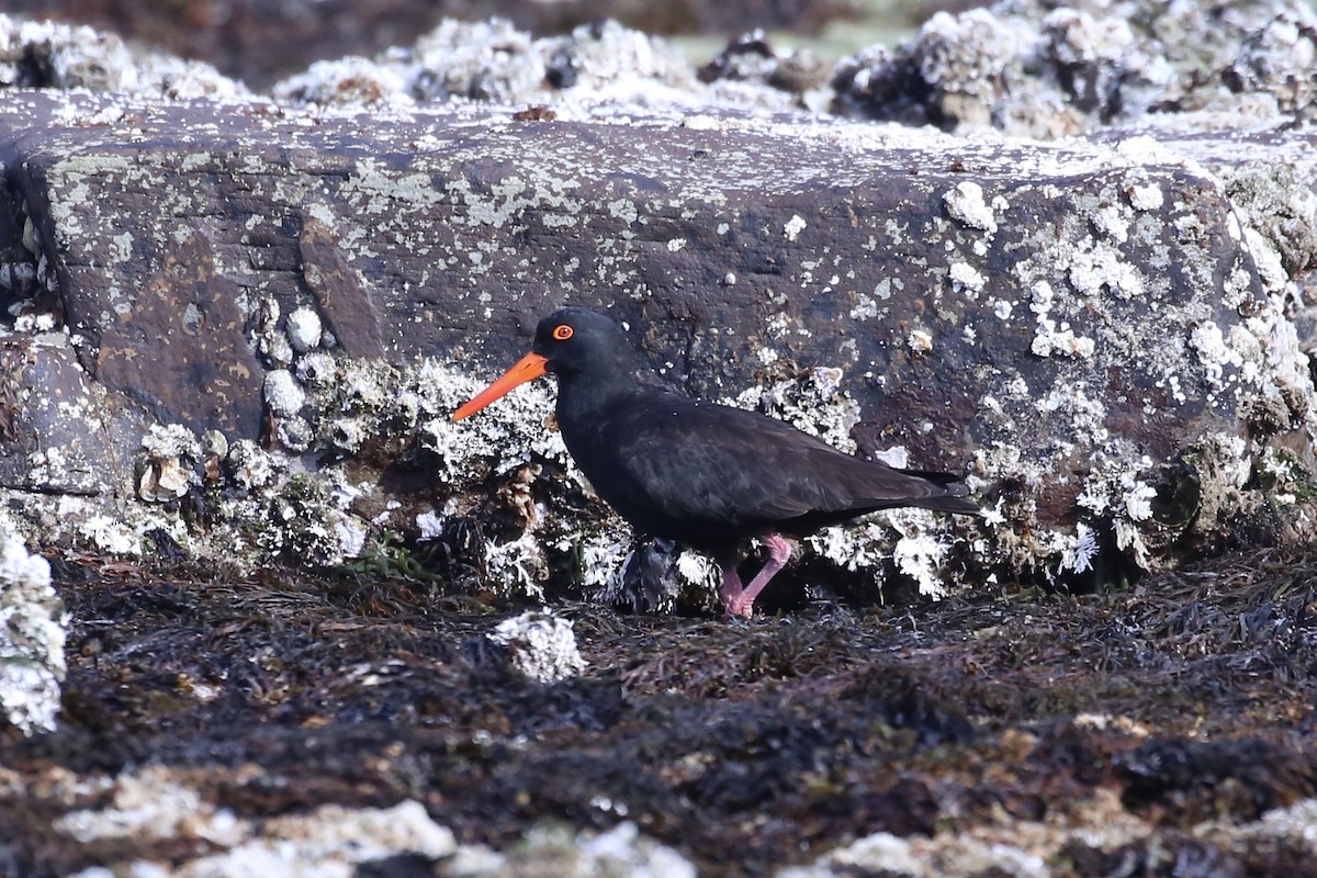 Sooty Oystercatcher - ML644797151