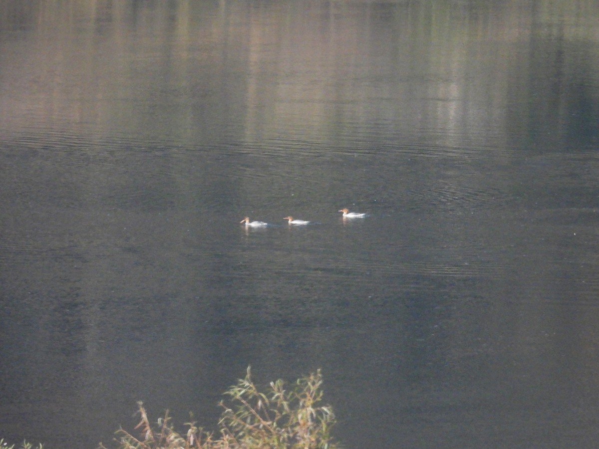 Scaly-sided Merganser - ML644797153