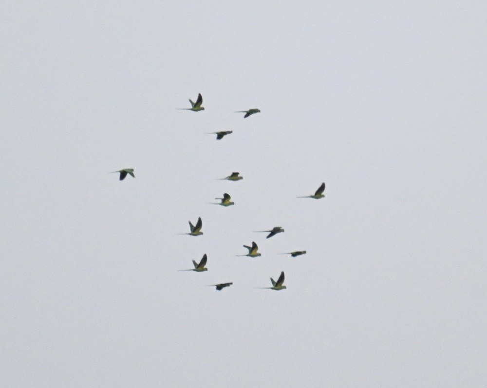 Rose-ringed Parakeet - ML644797156