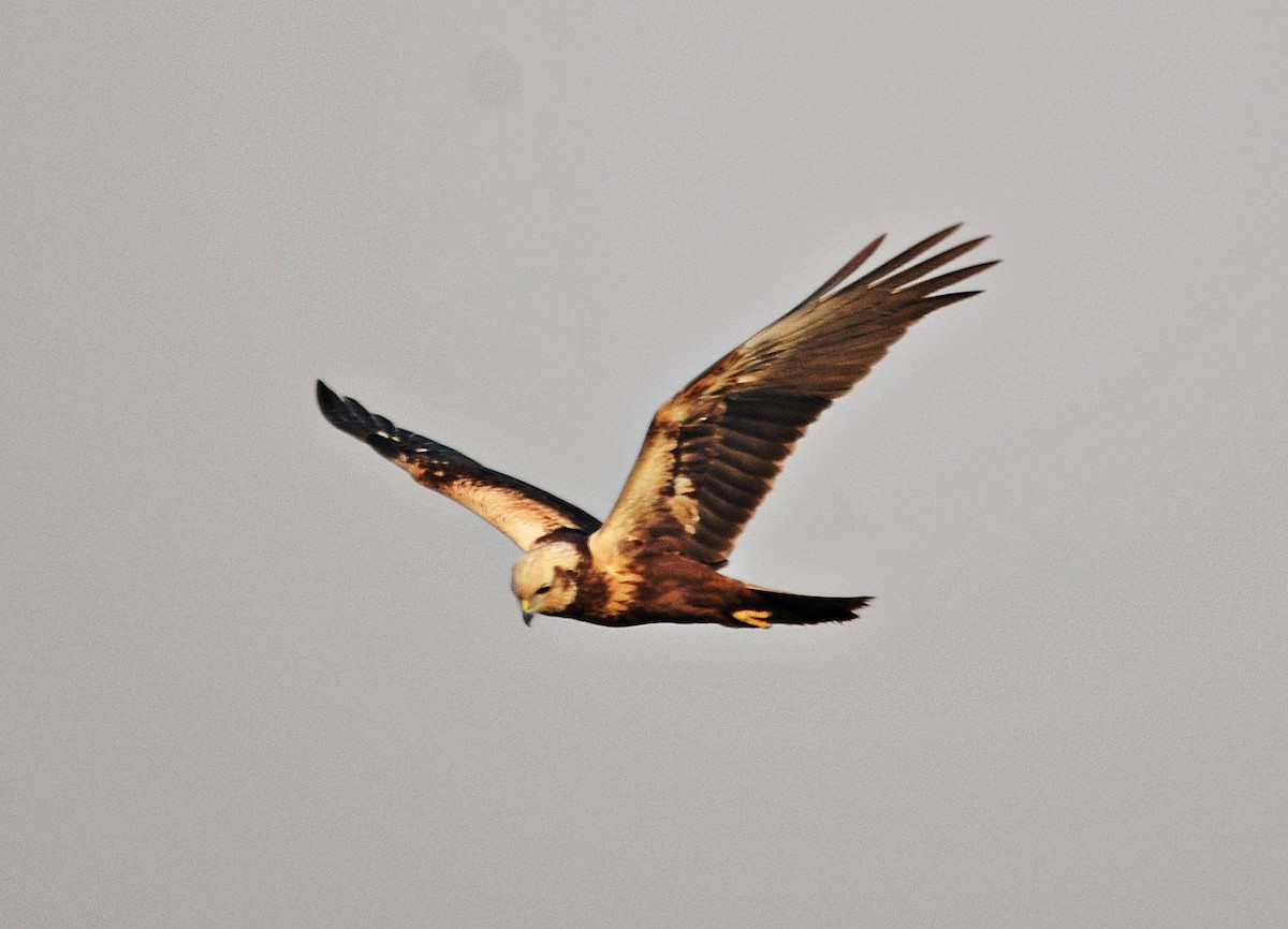 Saz Delicesi - ML644797159