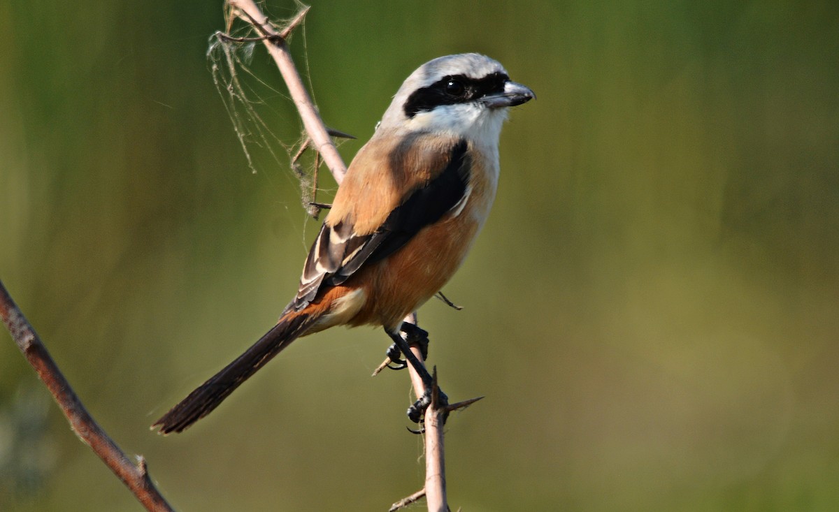 Uzun Kuyruklu Örümcekkuşu - ML644797162