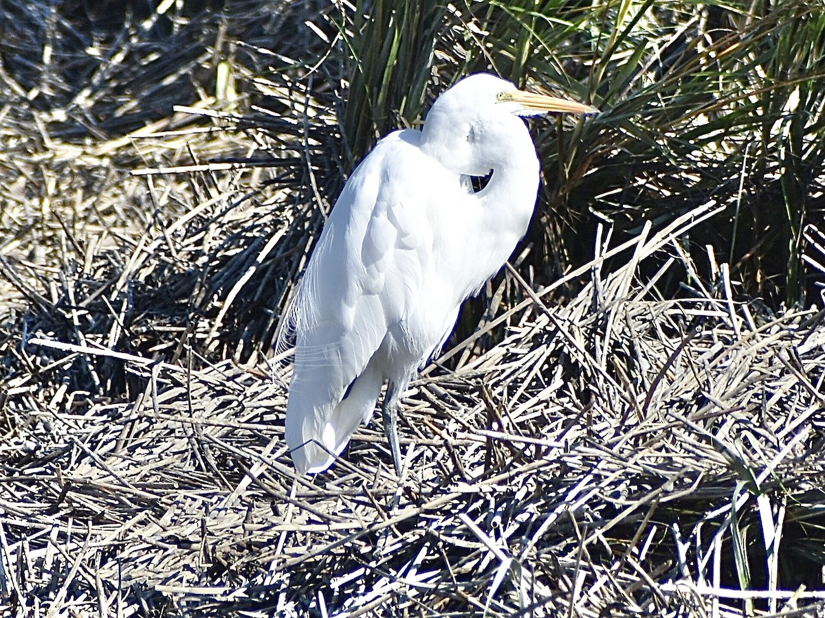 Büyük Ak Balıkçıl - ML644797163