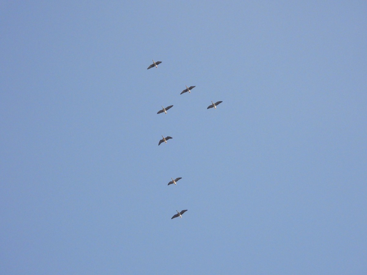 Sakarca - ML644797164