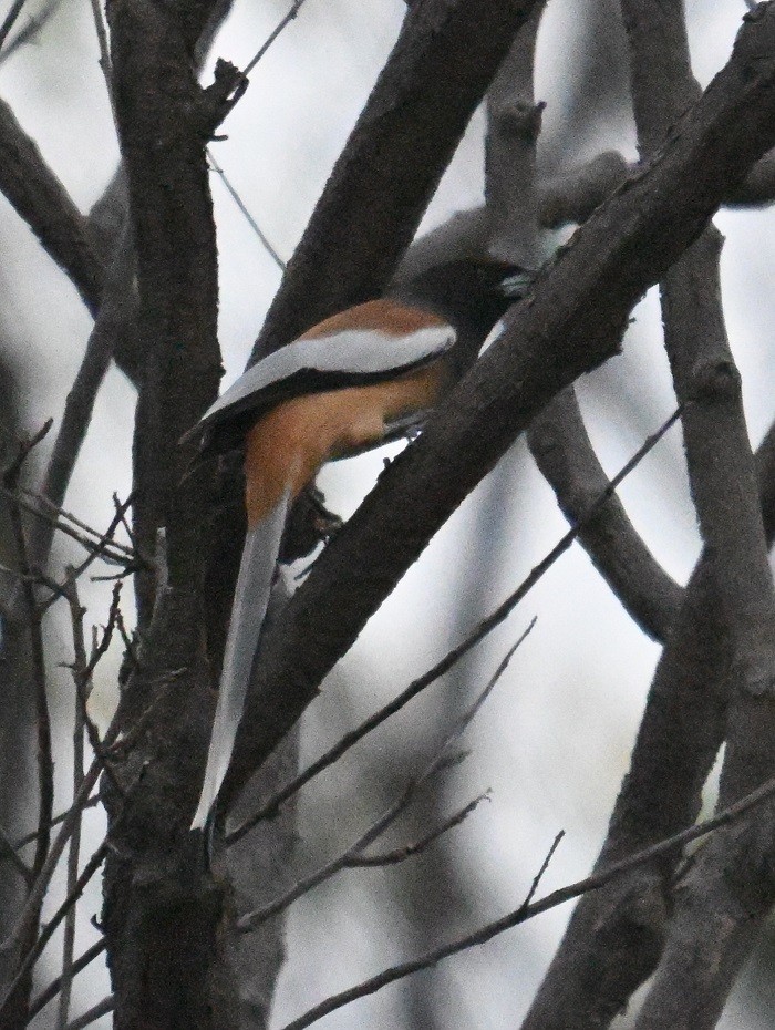 Kızıl Saksağan - ML644797202