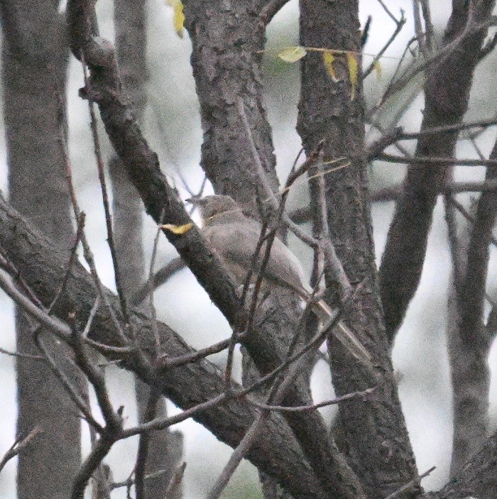 Büyük Gri Yedikardeş - ML644797203