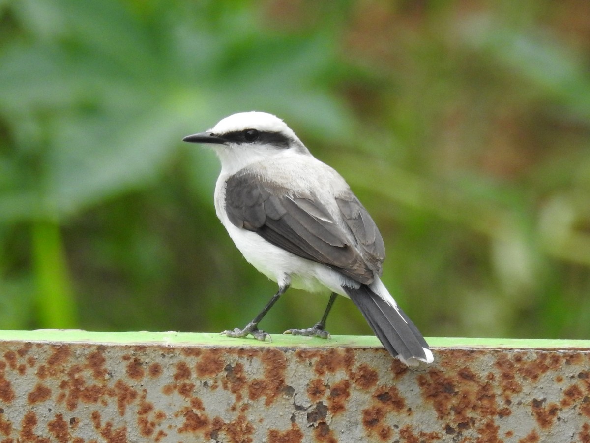 Maskeli Irmak Tiranı - ML644797205