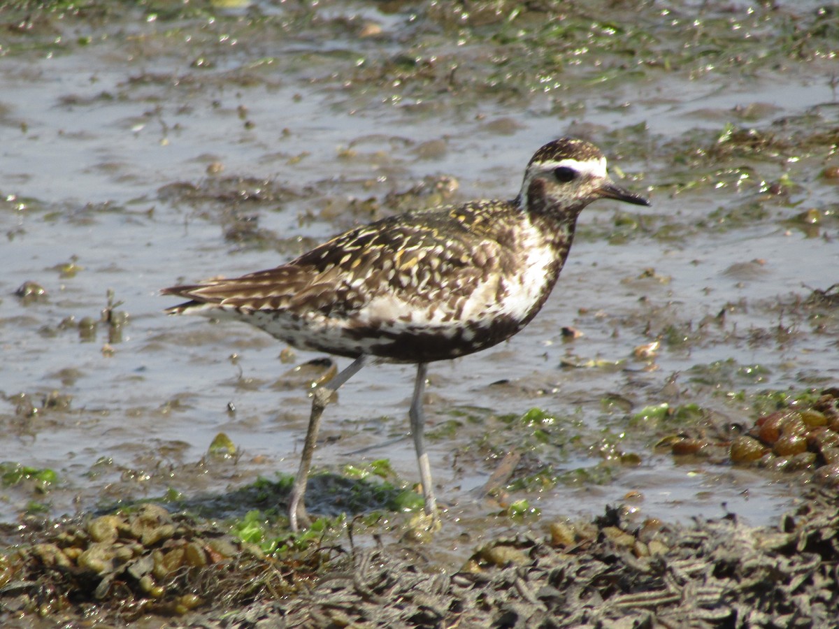 Küçük Altın Yağmurcun - ML644797206