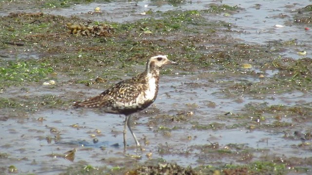 Küçük Altın Yağmurcun - ML644797211