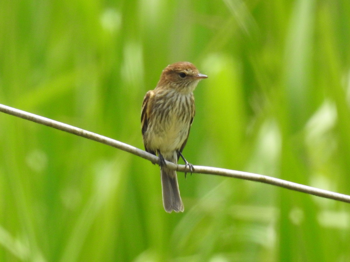 Çizgili Sinek Tiranı - ML644797212
