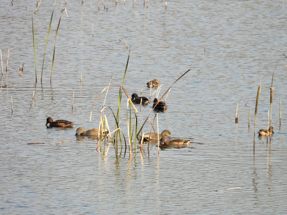 Boz Ördek - ML644797213