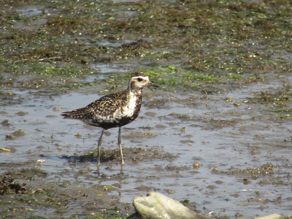 Küçük Altın Yağmurcun - ML644797214