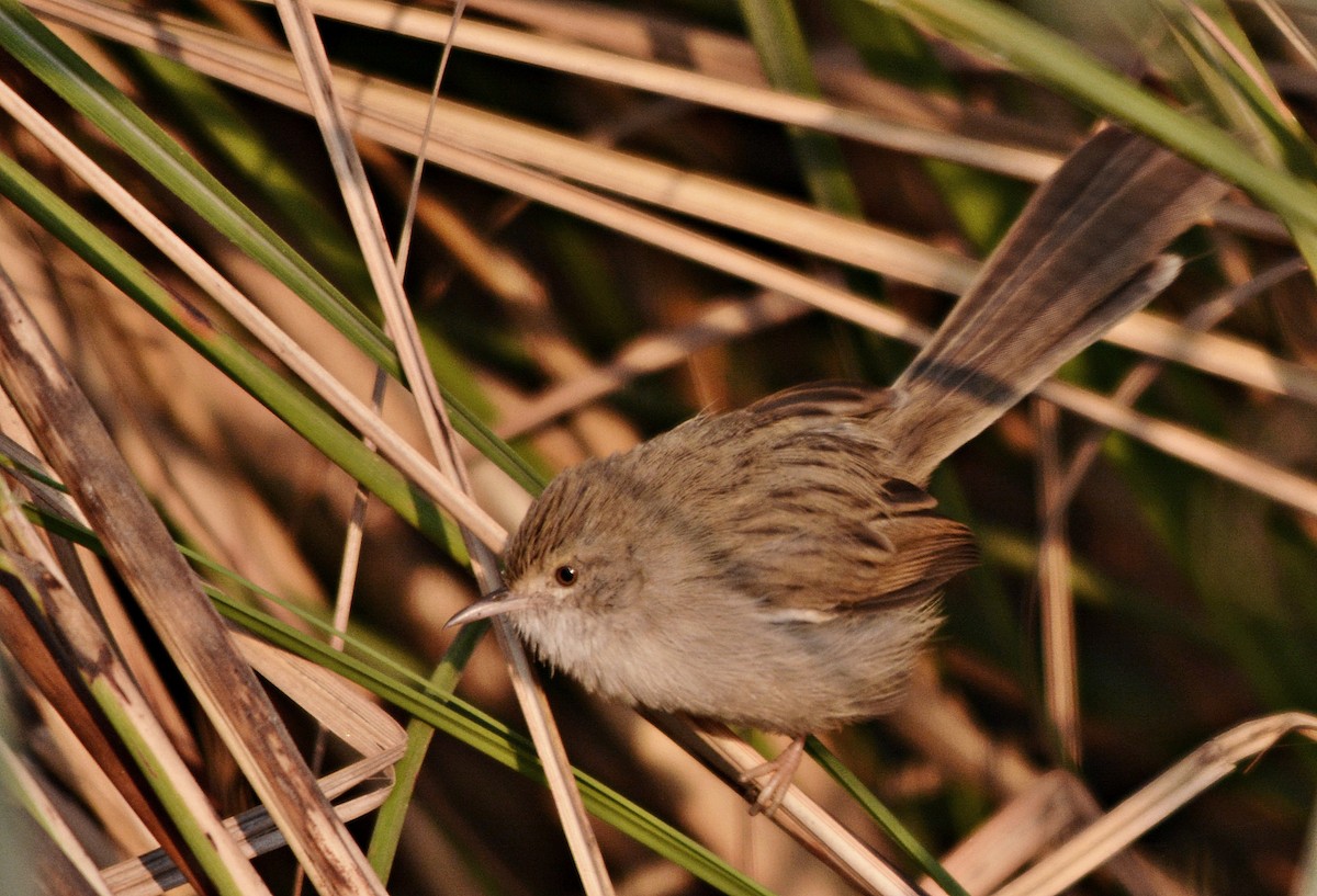Asya Dik Kuyruklu Ötleğeni - ML644797215