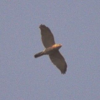 Atmaca - ML644797216