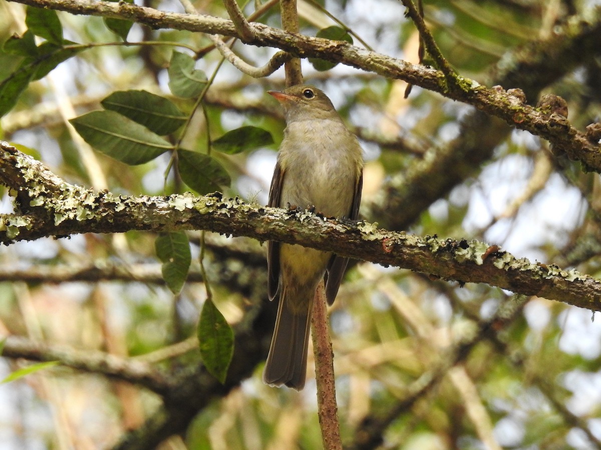 Zeytuni Elenya - ML644797217