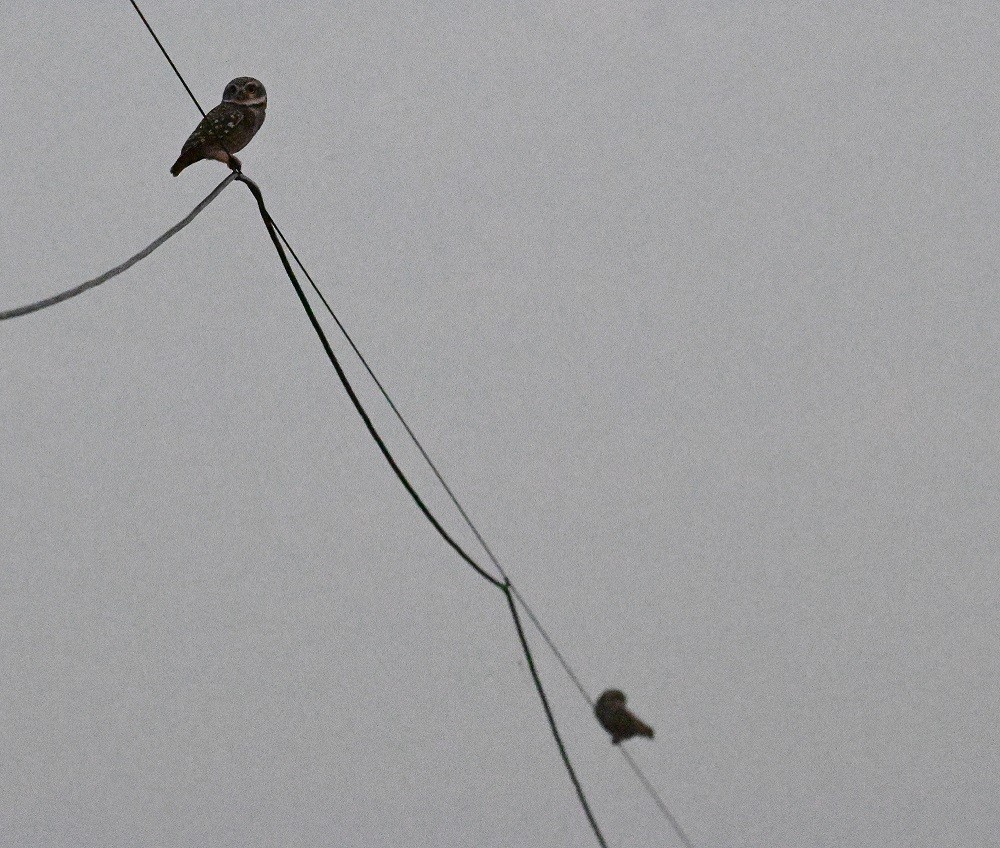 Hint Kukumavı - ML644797219