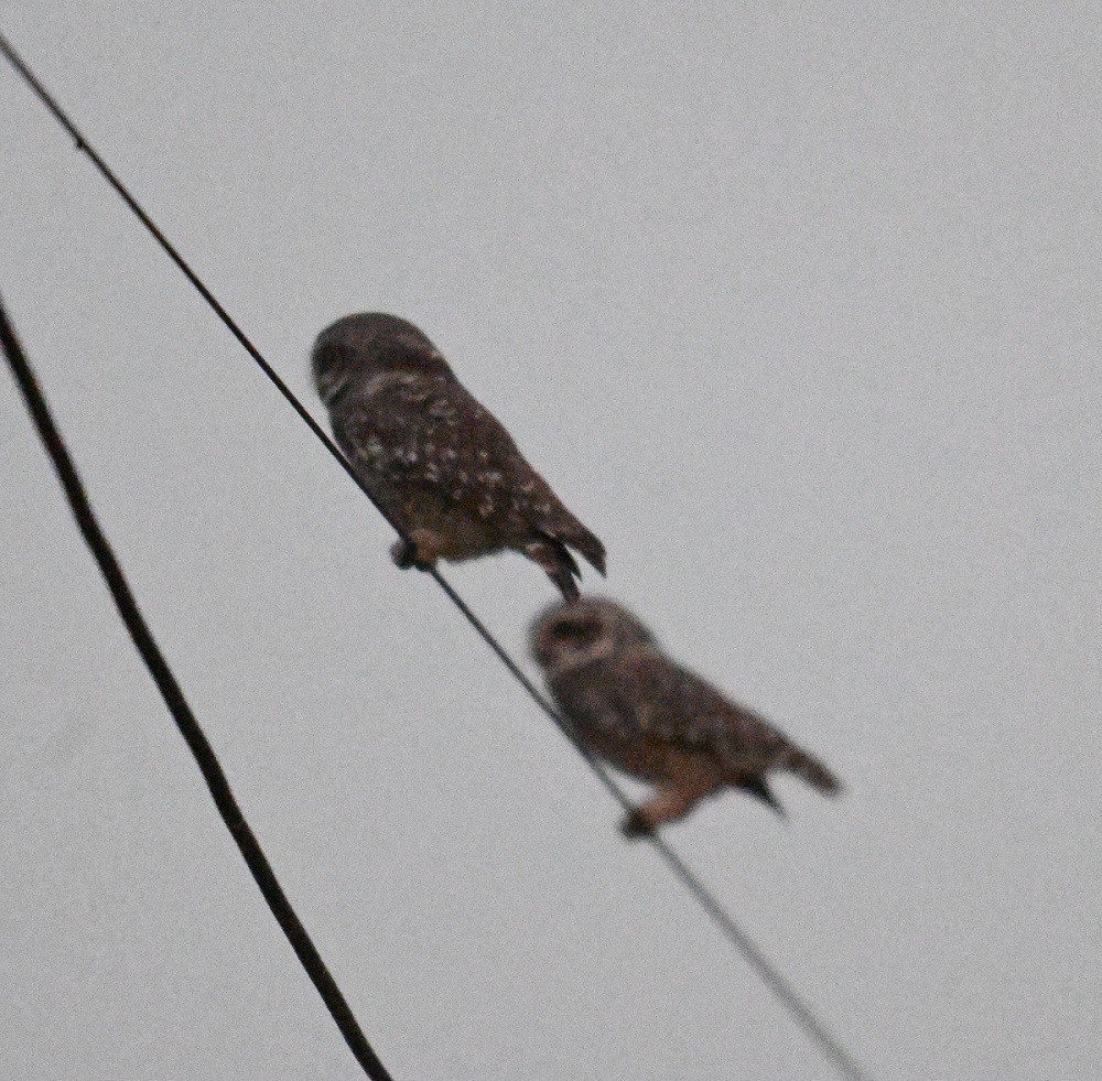 Hint Kukumavı - ML644797221