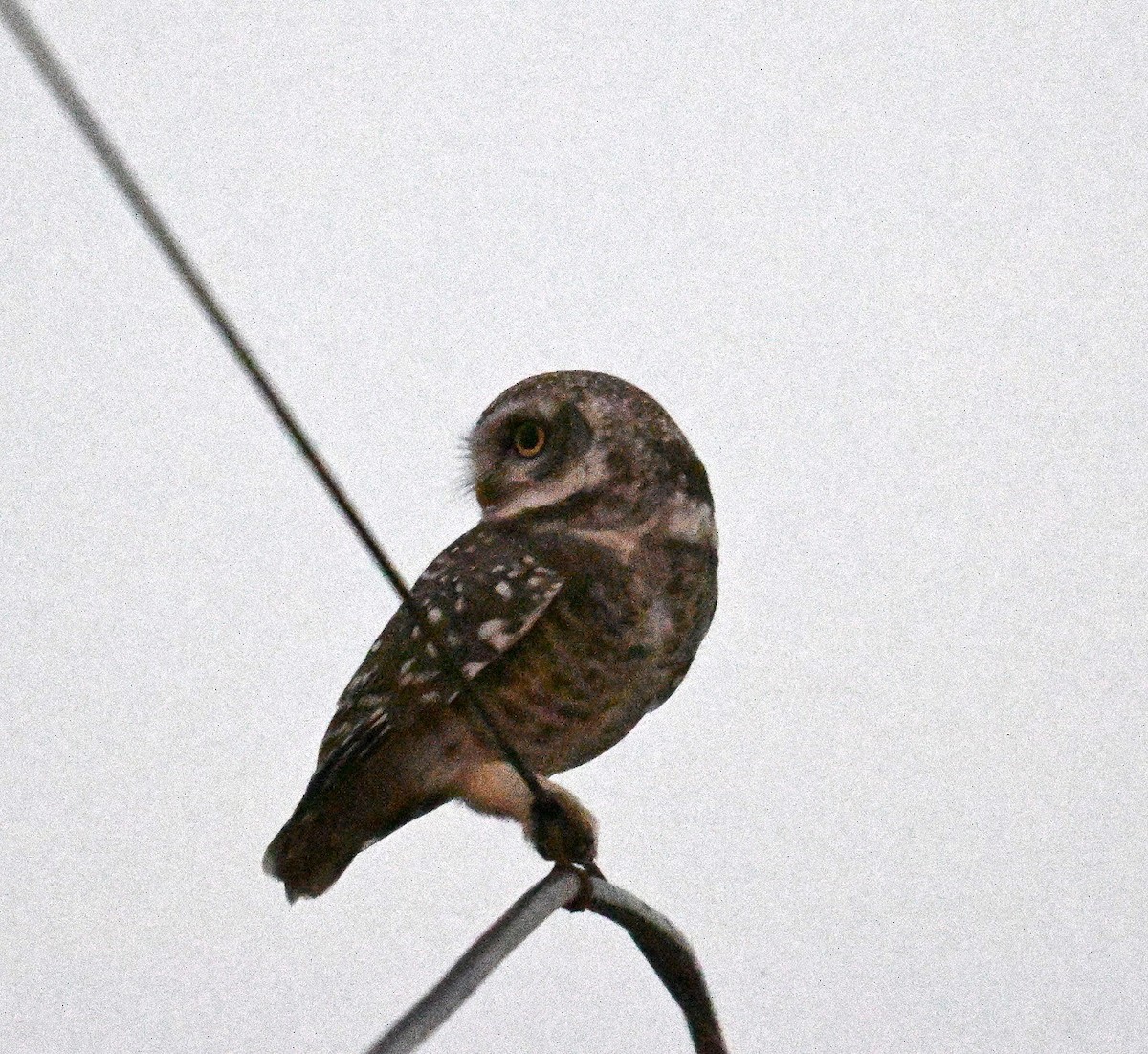 Hint Kukumavı - ML644797222