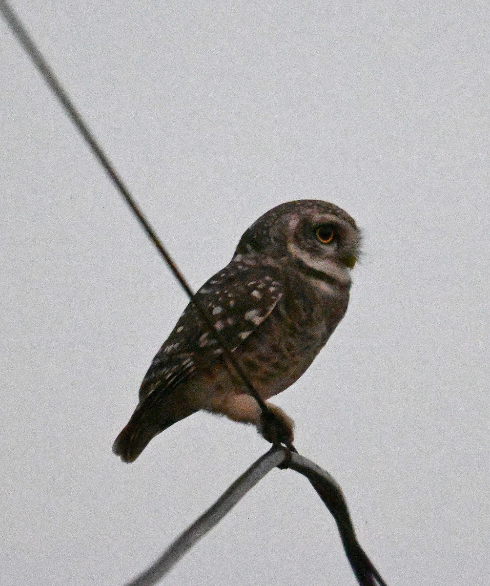 Hint Kukumavı - ML644797223