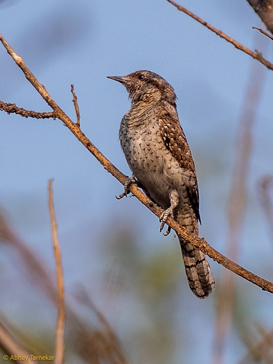 Boyunçeviren - ML644797224