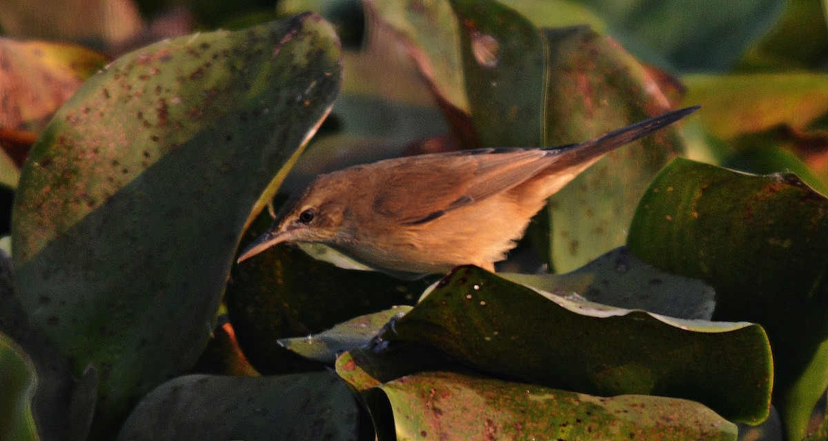 Nil Kamışçını - ML644797225