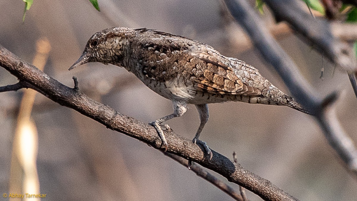 Boyunçeviren - ML644797226