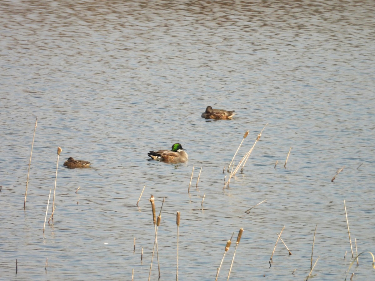 Büyük Çamurcun - ML644797227