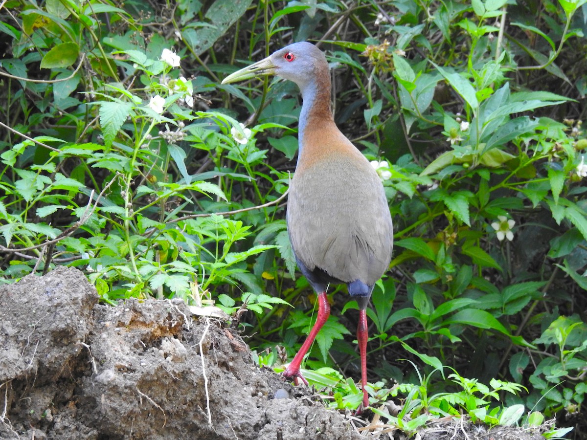 Kurşuni Orman Kılavuzu - ML644797228