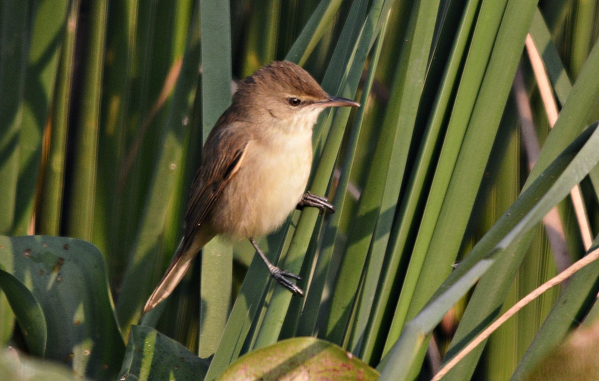 Садовая камышевка - ML644797229