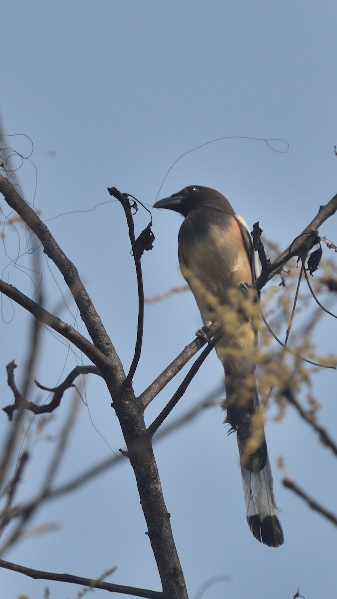 Kızıl Saksağan - ML644797232