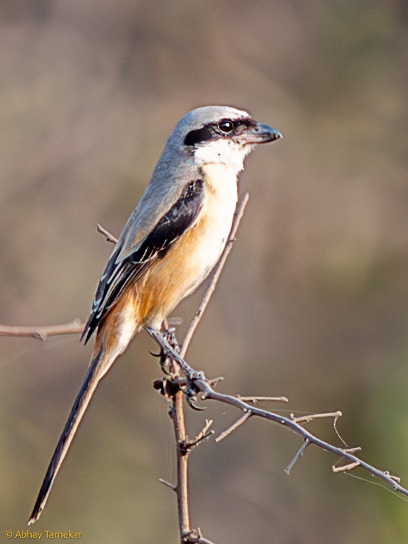 Длиннохвостый сорокопут - ML644797235