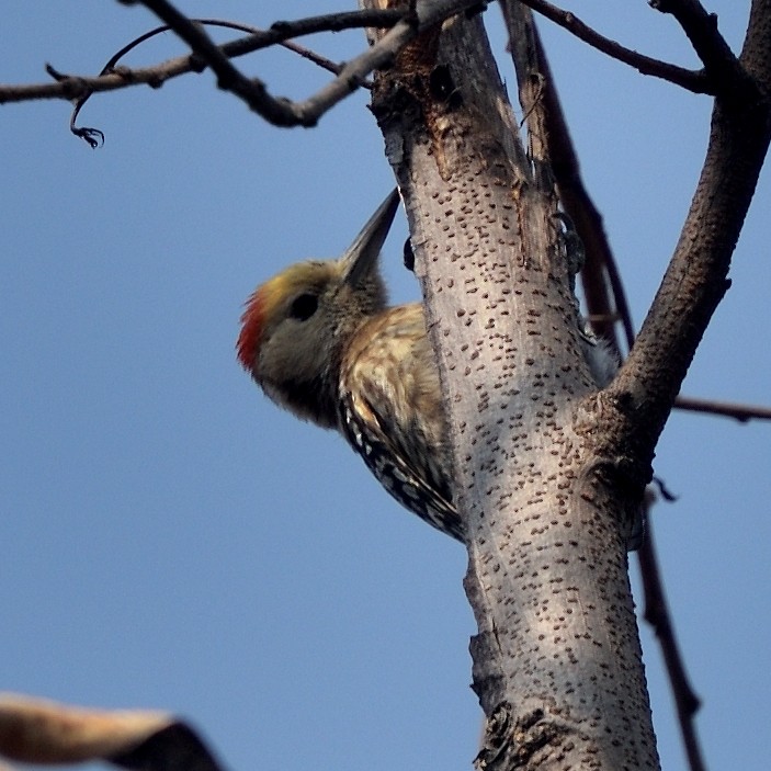 Желтолобый дятел - ML644797236