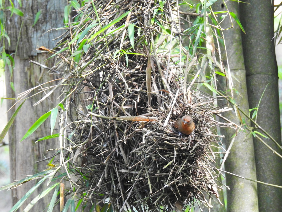 Красноглазый эспинеро - ML644797240