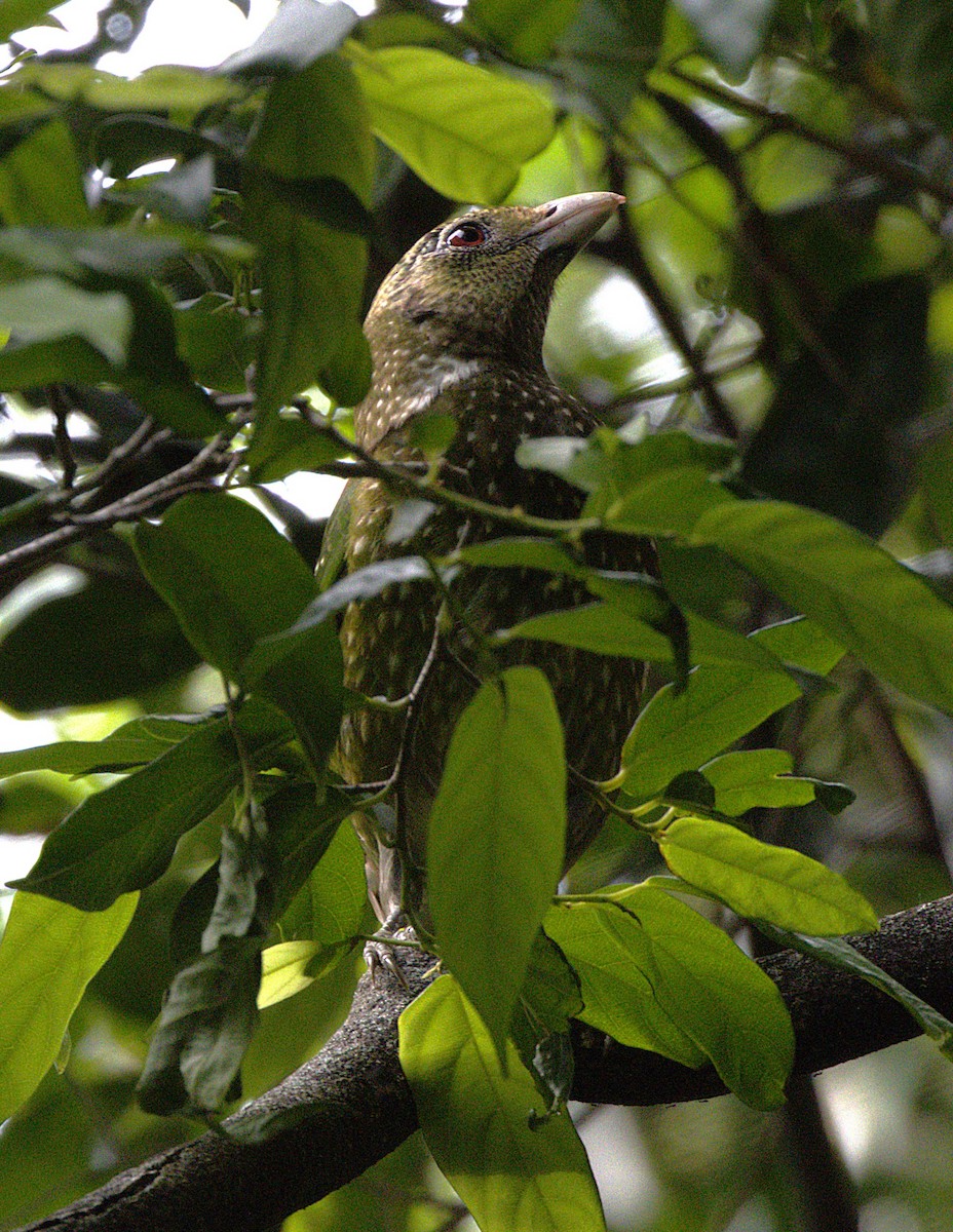 Зелёная птица-кошка - ML644797241