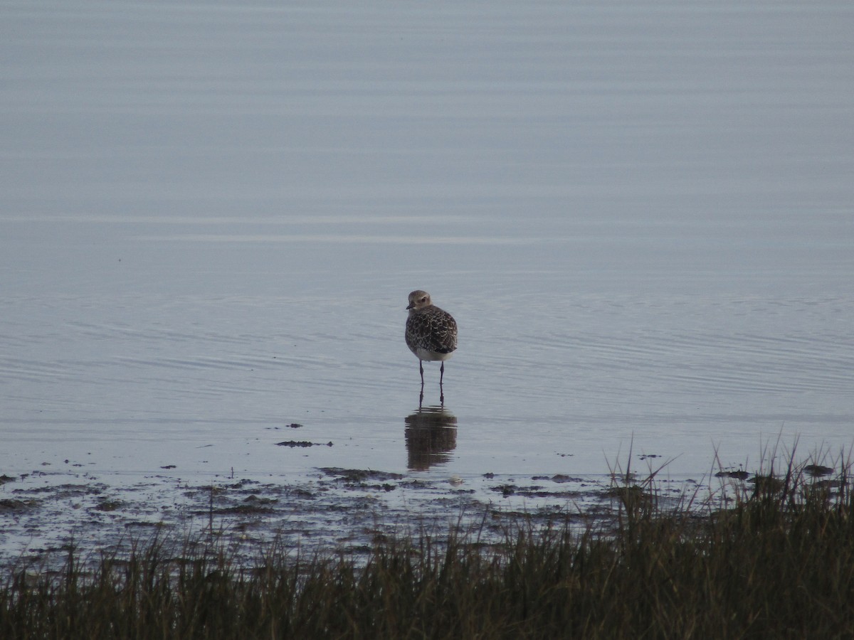 Тулес - ML644797242