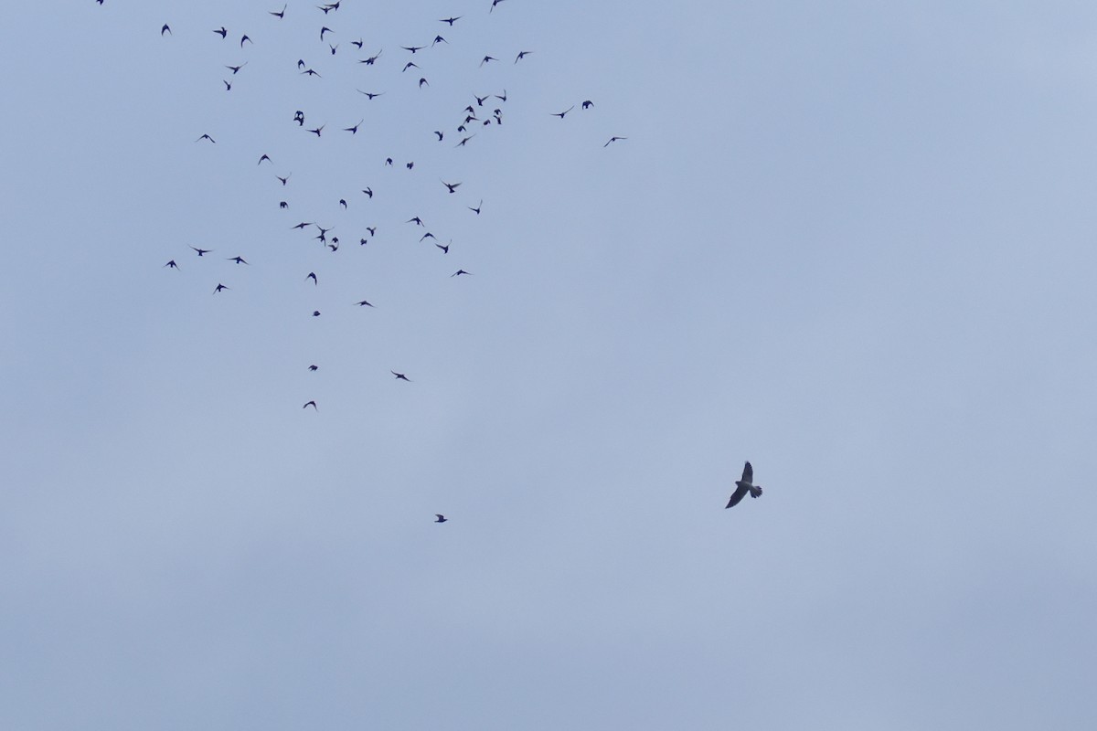 Сапсан - ML644797243