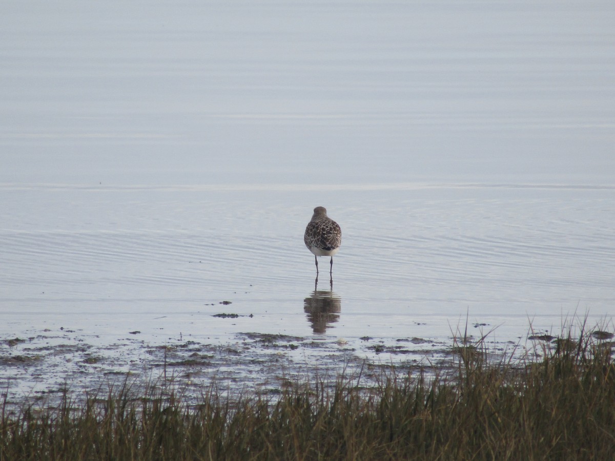 Тулес - ML644797244