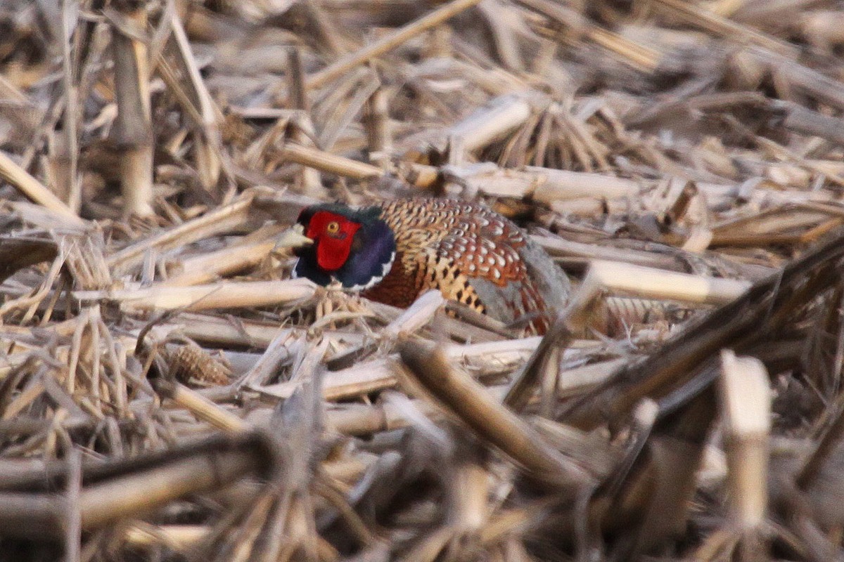 Фазан - ML644797245