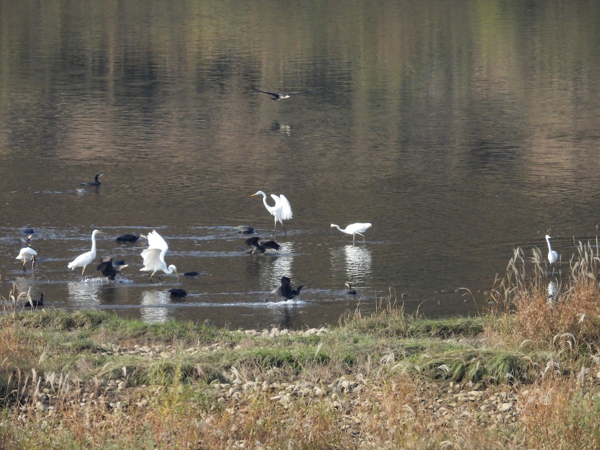 Большой баклан - ML644797246