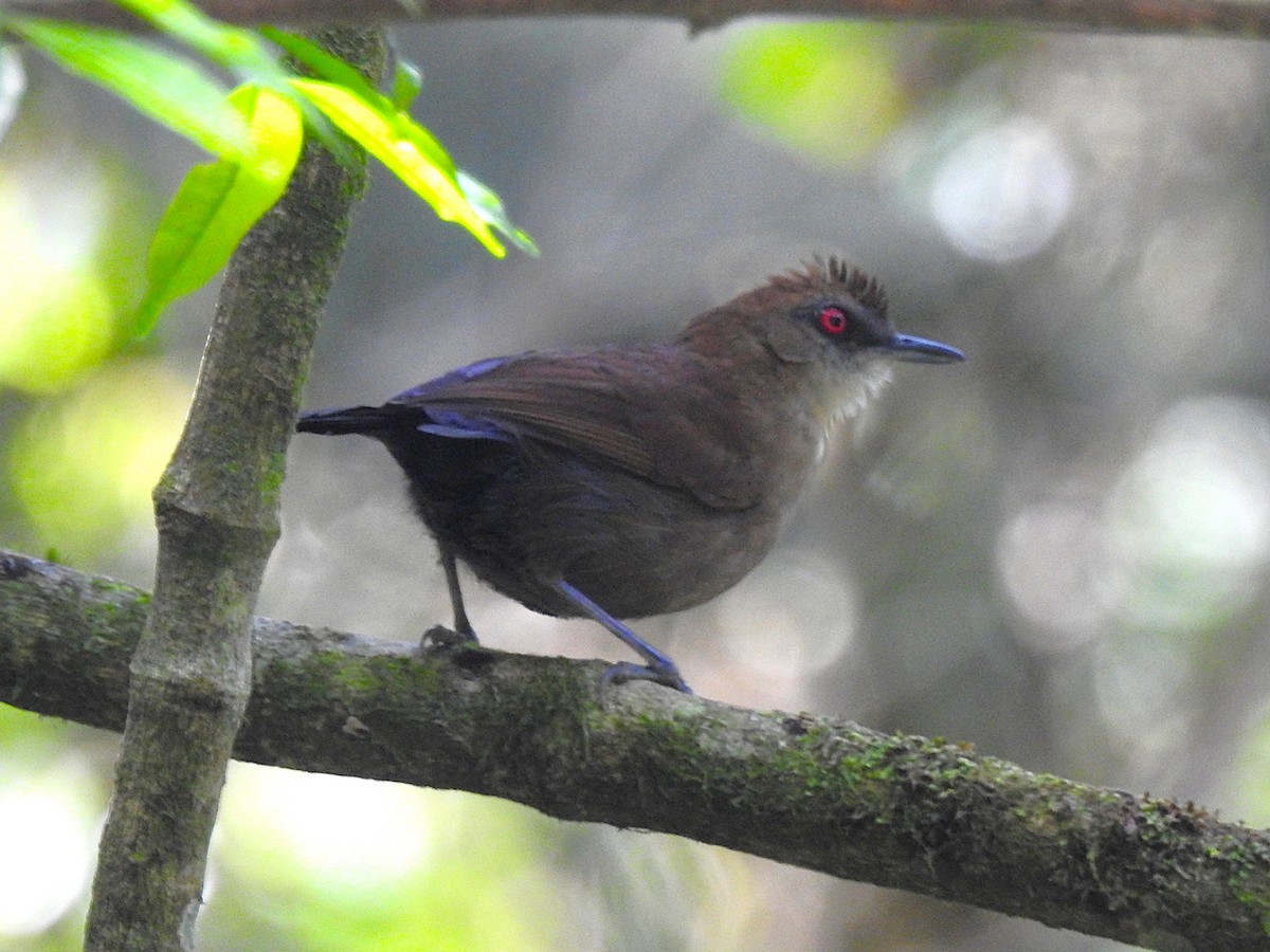 Белоплечая огнеглазка - ML644797247