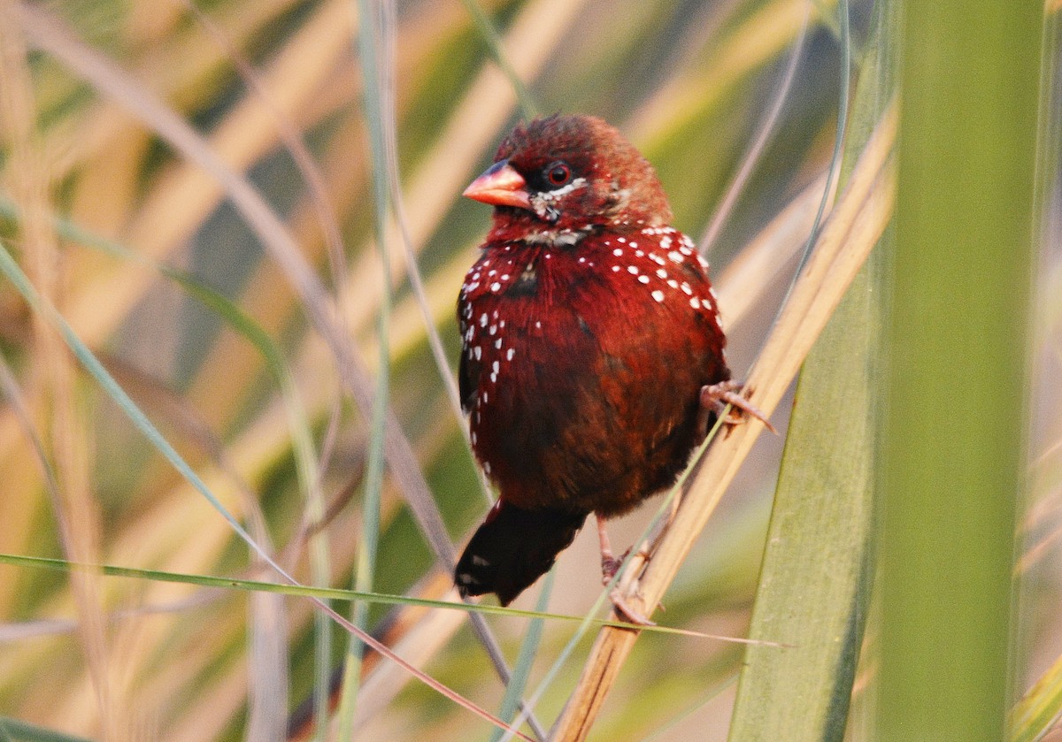 Тигровый астрильд - ML644797248