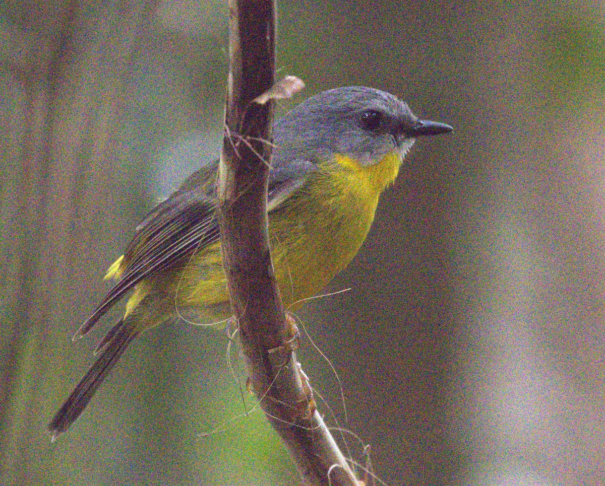 Жёлтая дриада - ML644797250